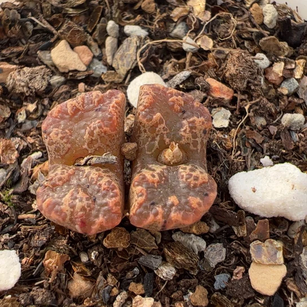 453多肉植物百科