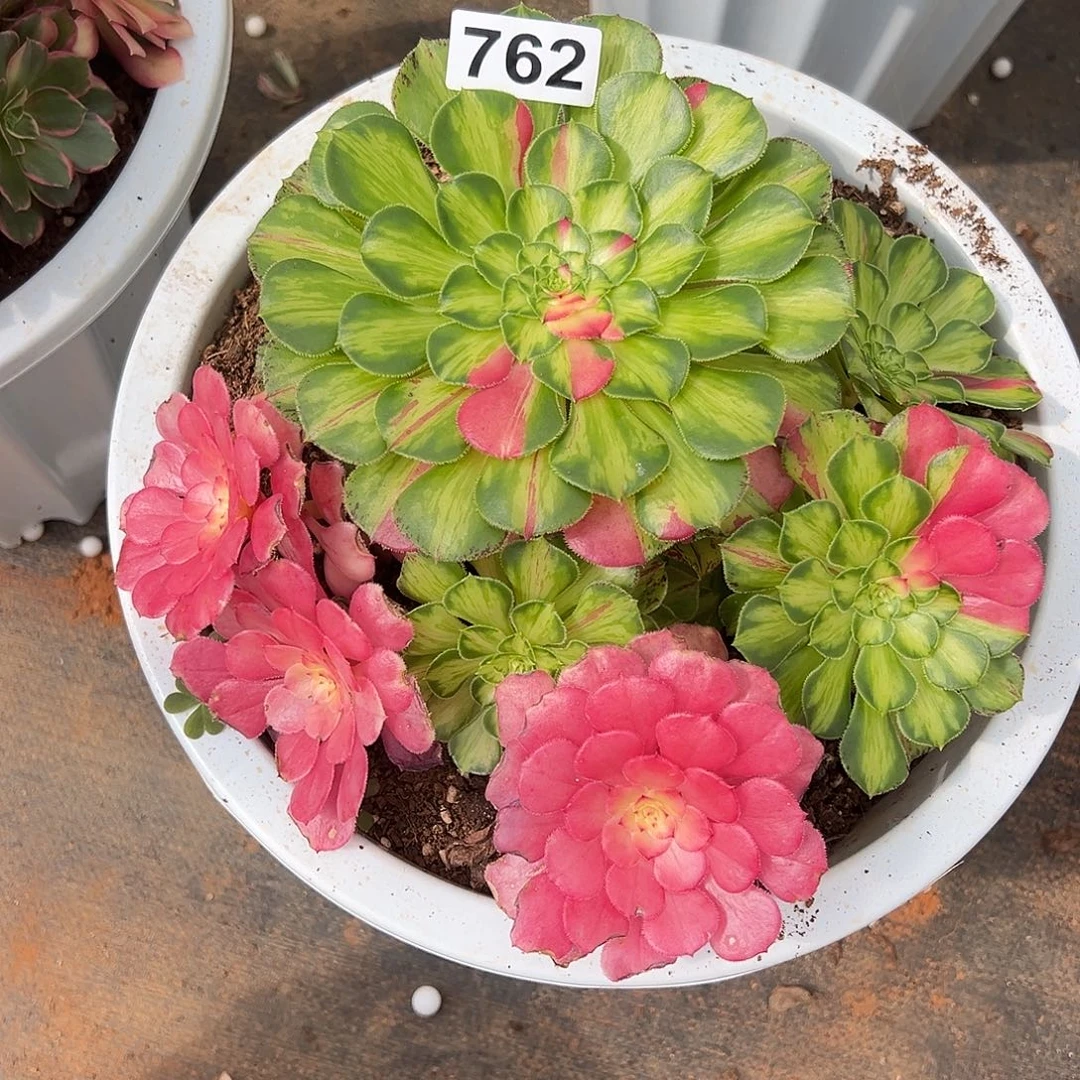 精品多肉植物762知否