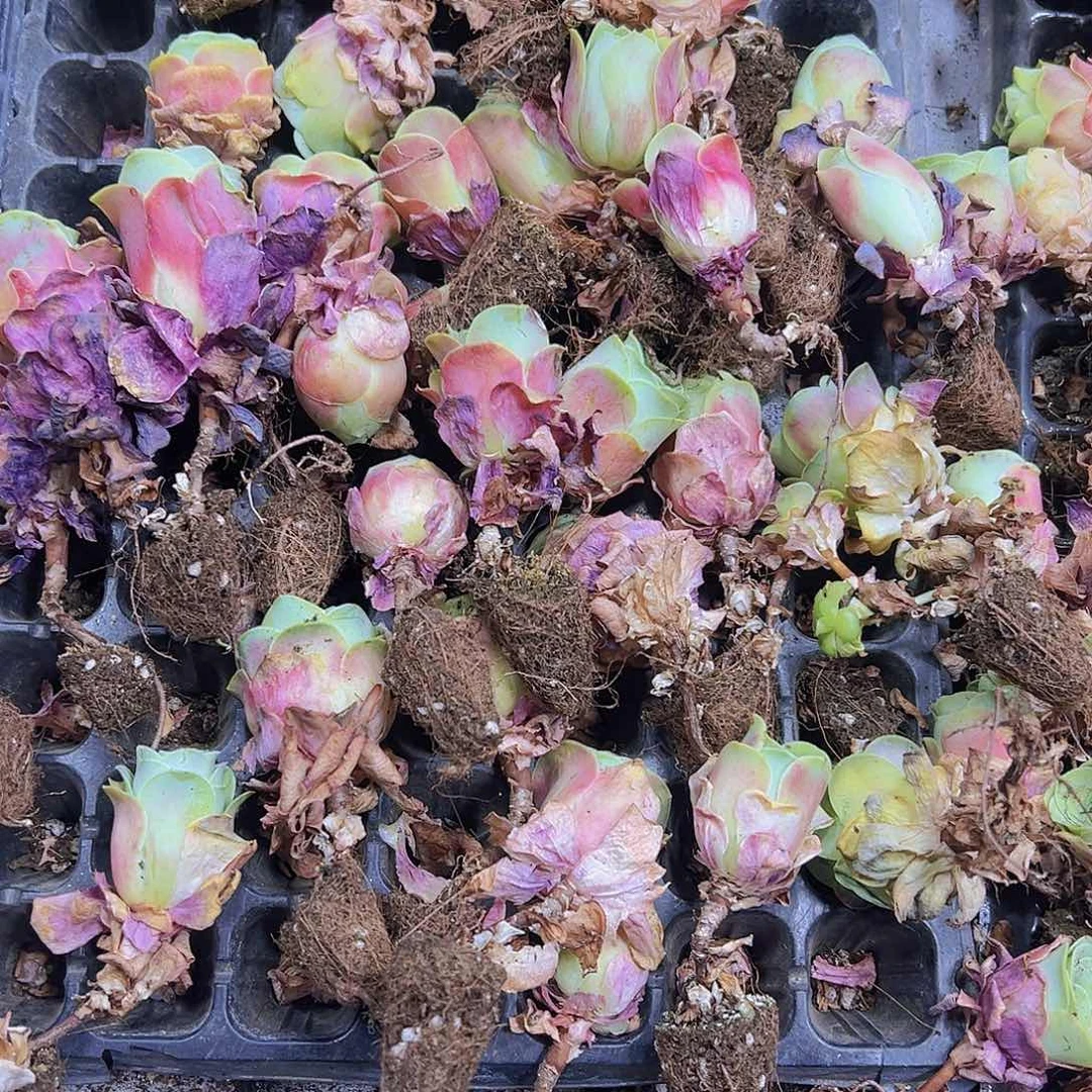 穴盘红水蜜桃12个多肉