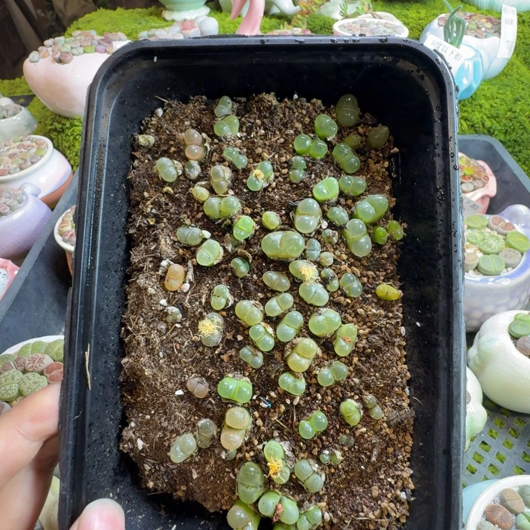 多肉植物的生长发育753