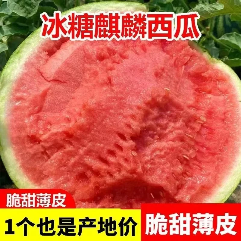 【按个卖】美都正宗麒麟西瓜约9斤冰糖麒麟瓜超甜产地西瓜一个西瓜同城配云南省