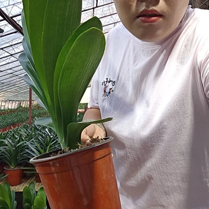 无花朵乌苏      35