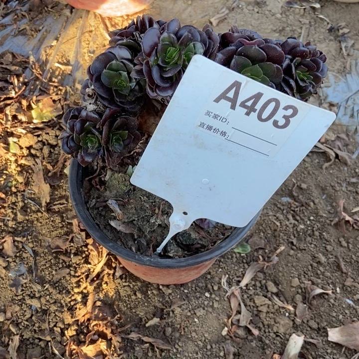 鹅****A403欧紫缀化老庄老庄