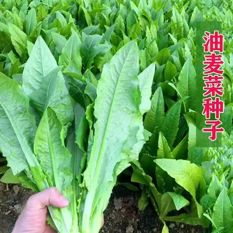西藏新疆包邮甜脆油麦菜种子清香无斑油麦菜种子四季播种盆栽庭院