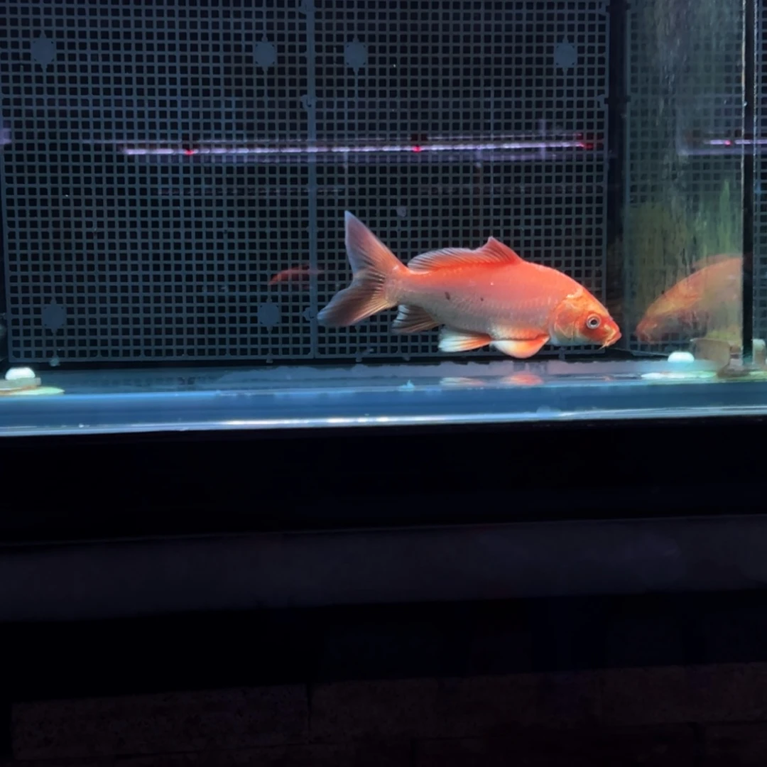 海水鱼换**格精品蝴蝶鲤