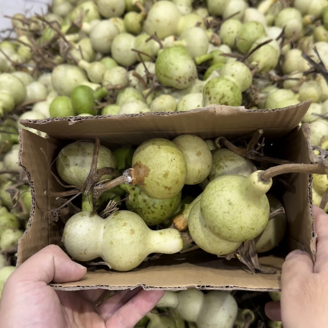 难***缘青皮不包成 不退不换