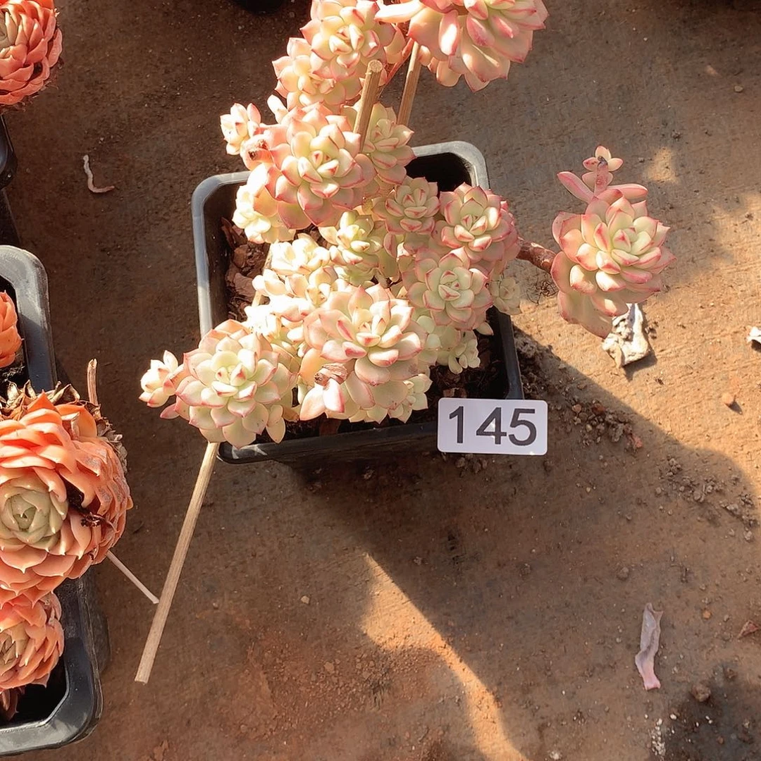 145 一物一拍多肉