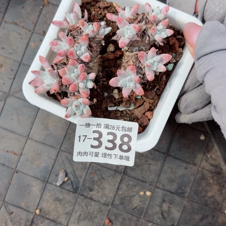 白菊无盆土发货多肉多