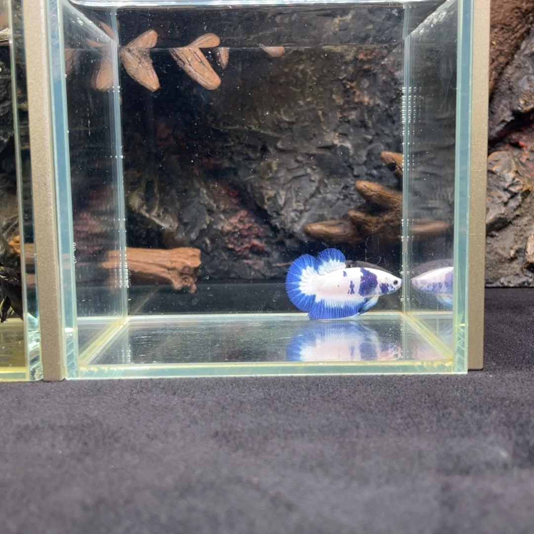 斗鱼十二月七日竞价