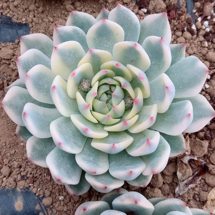 精品多肉植物老桩