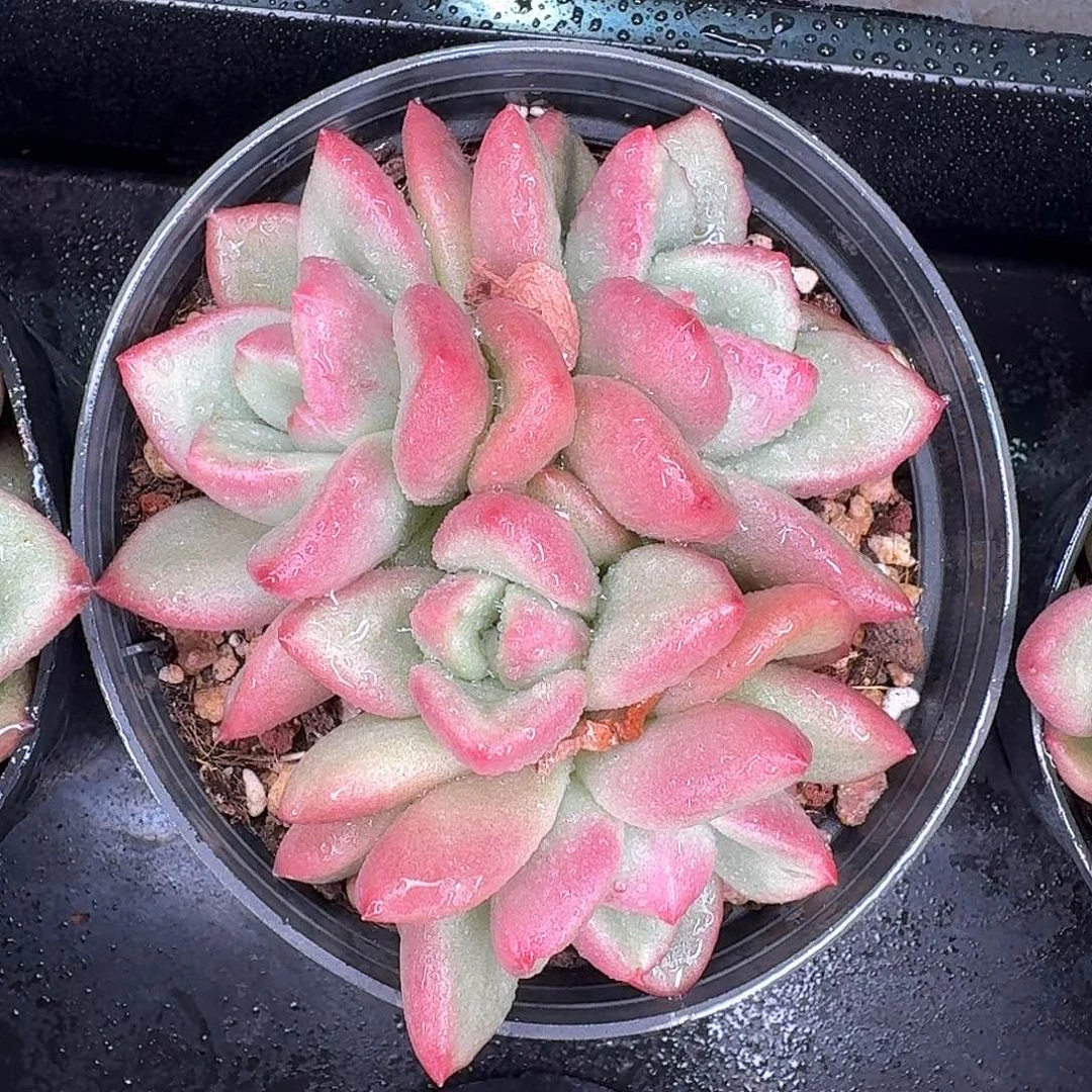 从前慢多肉编号梦幻泡泡