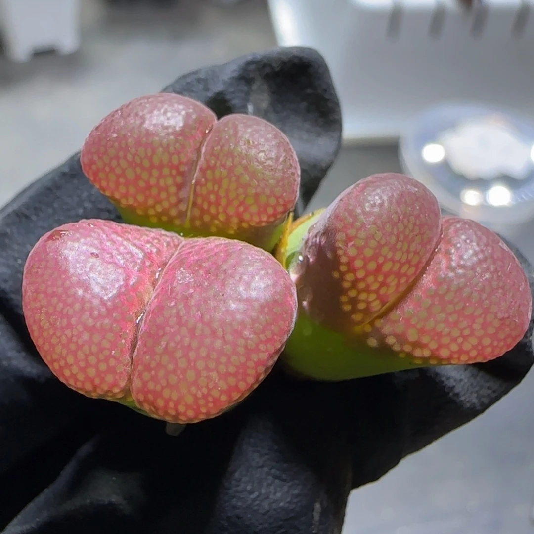 多肉精品风铃48号（满38元包邮）