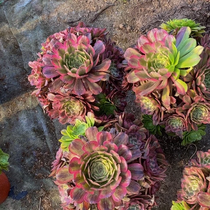 粉黛一组三颗多肉植物