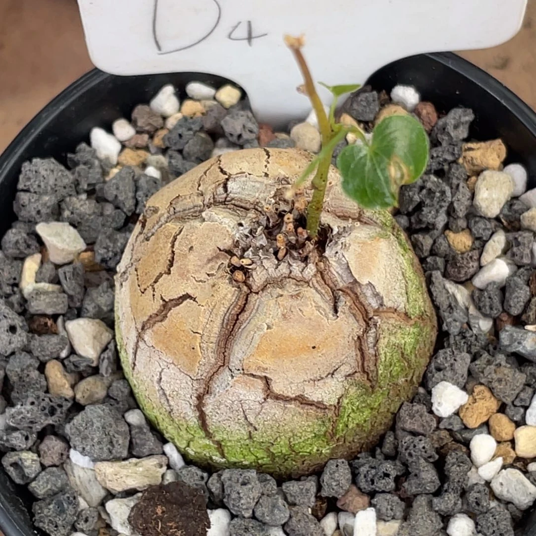 盆栽，龟甲龙4.4公分，一物一拍