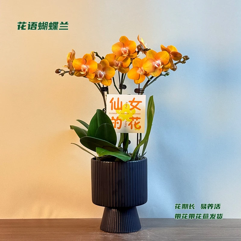 蝴蝶兰【拉斯维加斯】 带花带花苞发货 室内客厅阳台花卉 好养易活