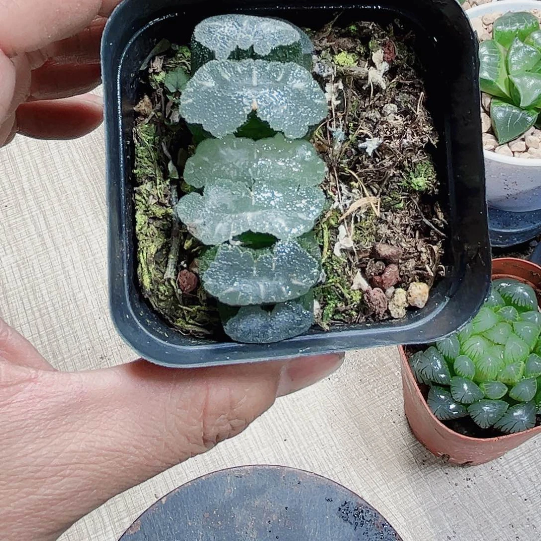 猛犸玉扇新手好养