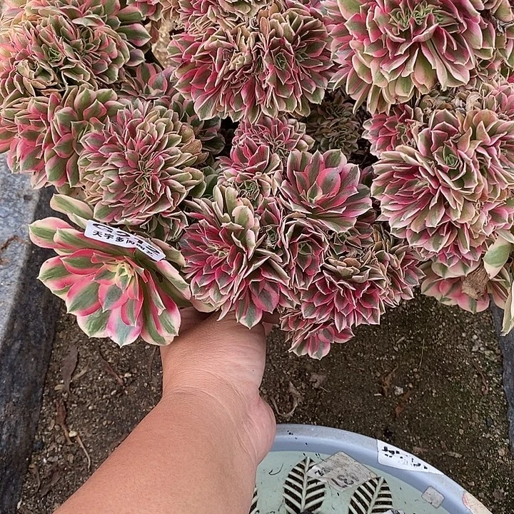 多肉植物女巫缀212多肉