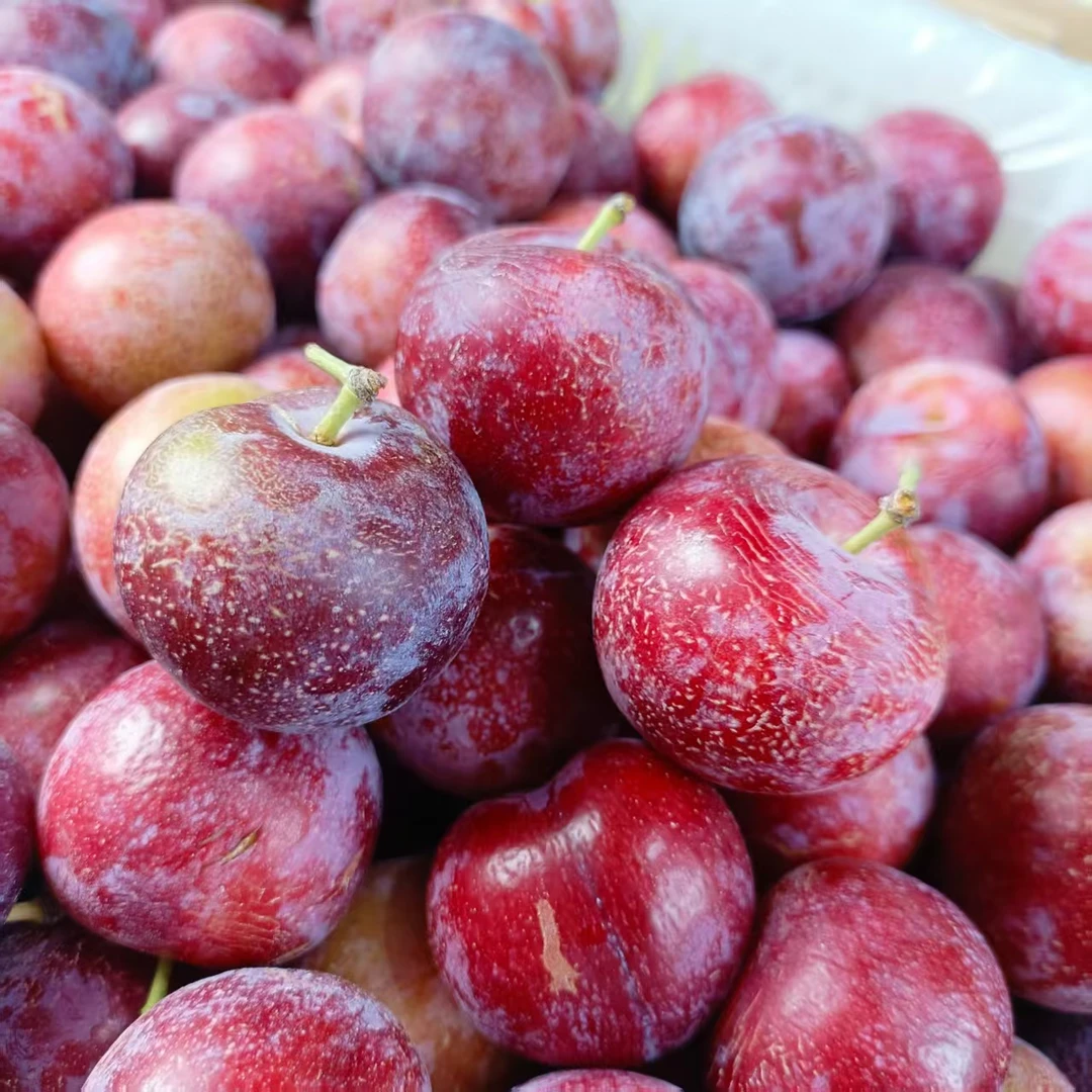 四川红脆李《酥脆可口》