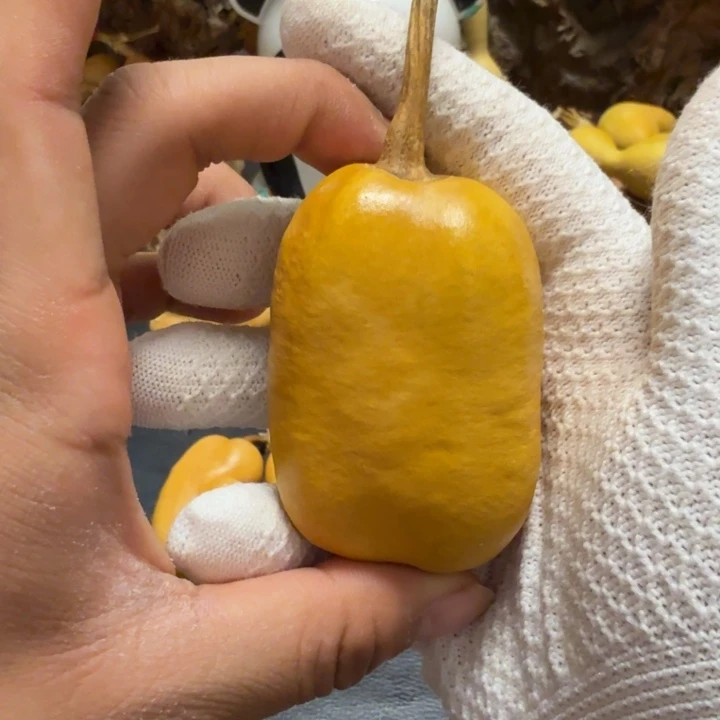 不****66………………………………………………