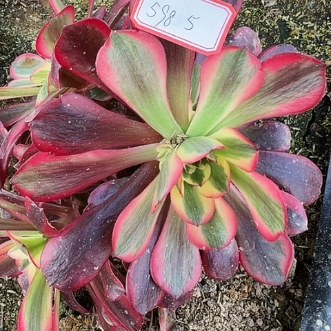 多肉植物美杜莎598