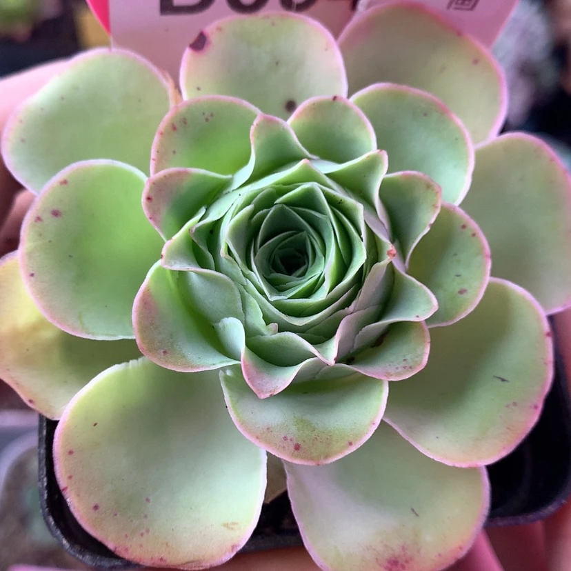 【闪购商品】画眉394