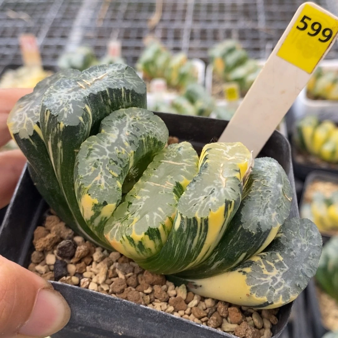 599号北斋玉扇母本带盆发货