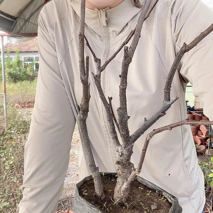 无花朵离**乡漂亮的大花彩玉1