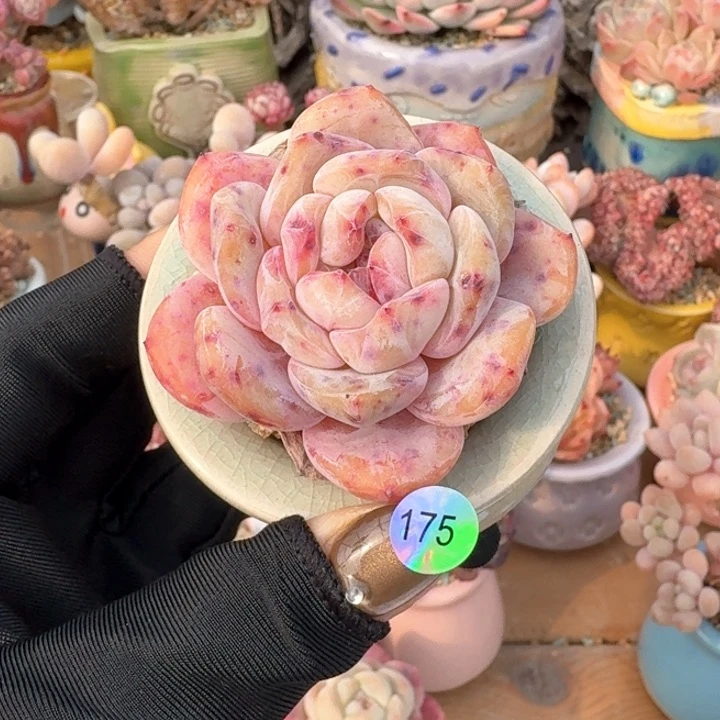 175 多肉含盆 30元包邮 除偏远