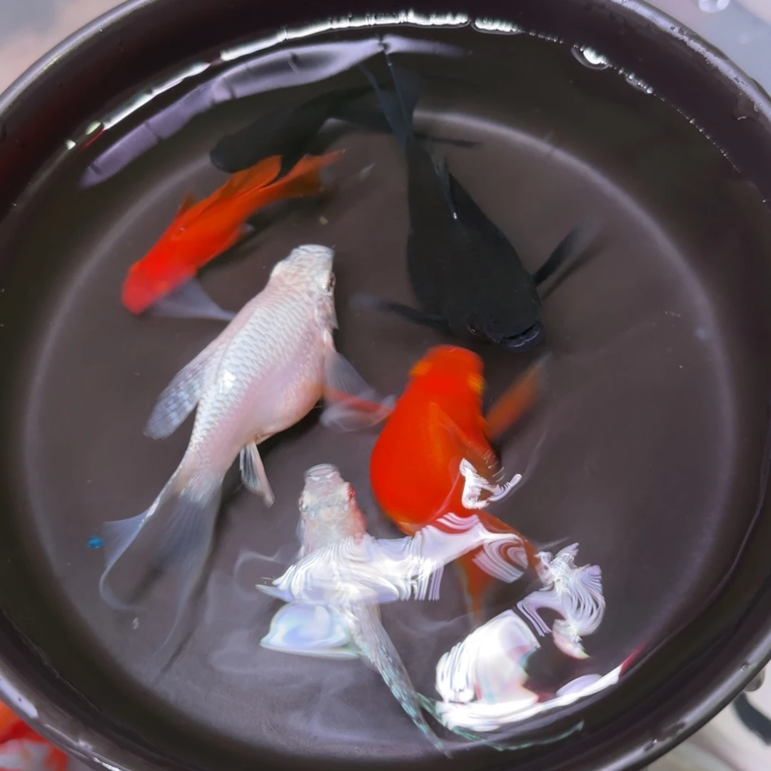 黑玛丽鱼玛丽球 燕尾3色 5➕1备损