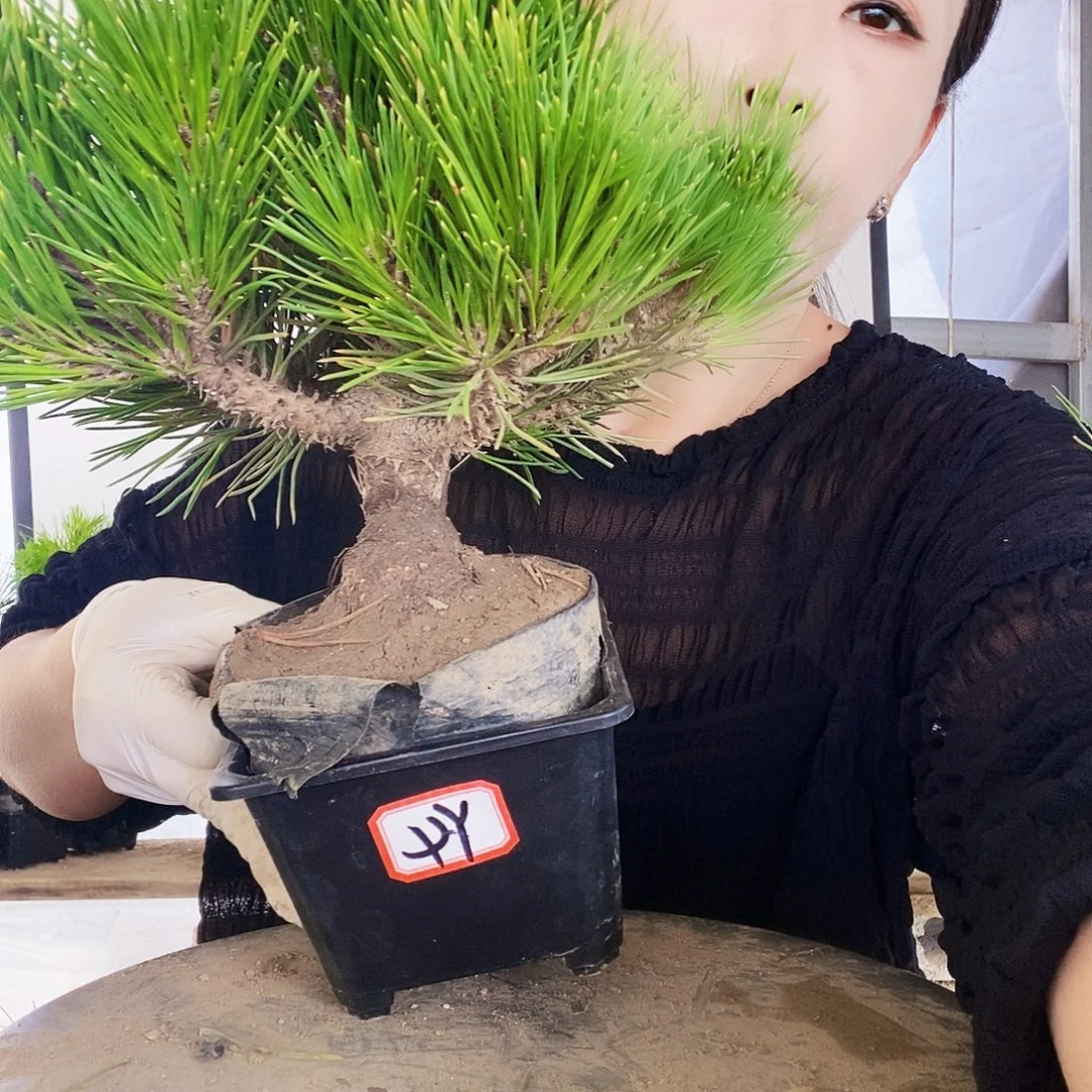 无花朵植物形态多年生草本