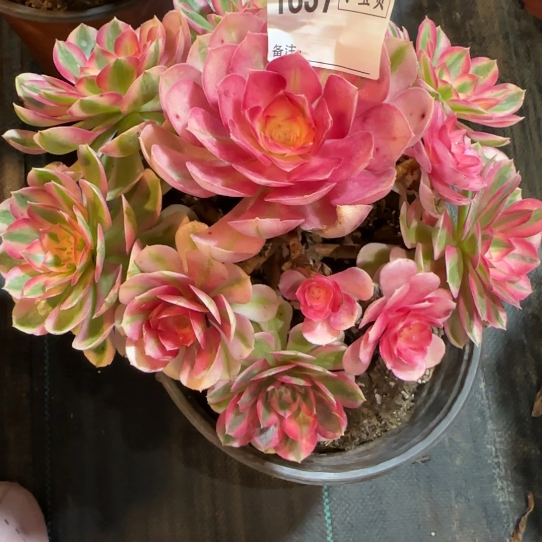 思***琦1837多肉倾城多肉