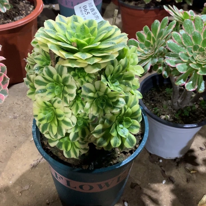065今日翡翠多肉植物特价