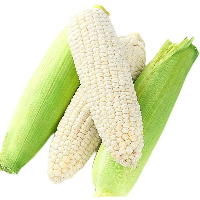广西小公主甜糯玉米蜂蜜玉米新鲜苞谷应季当季新鲜玉米3斤/5斤/9斤广西壮族自治区