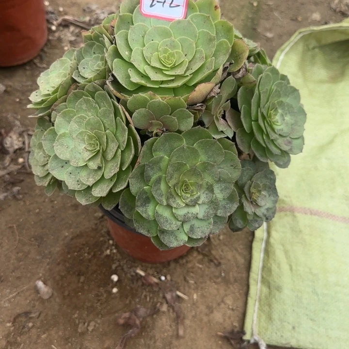 2-12万圣节叶片黑不包断肢