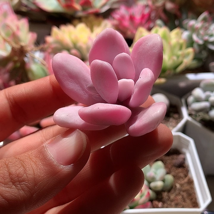 小叶粉兔锦腹轮锦