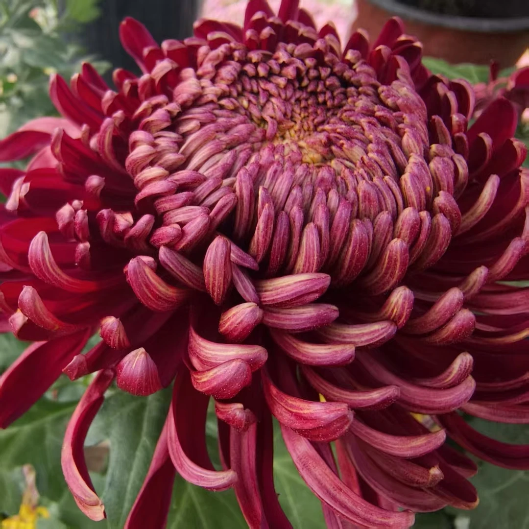 【百宝箱】九月大菊花  超大花型  多年生宿根植物