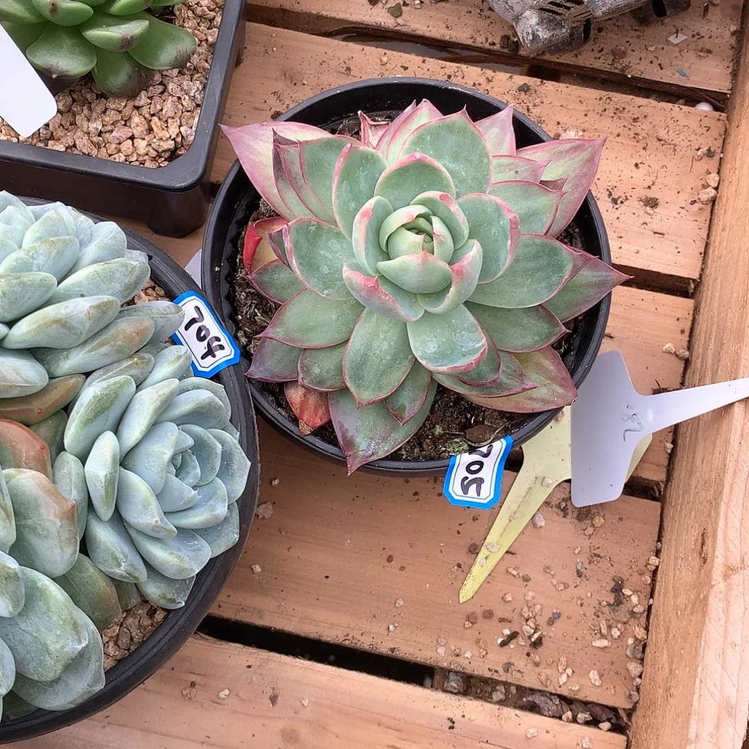 705惊鸿 一物一拍多肉