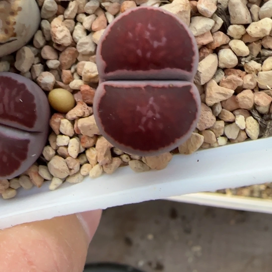 紫菊母本大棚直播30包邮