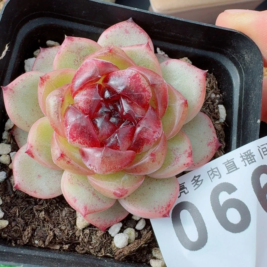 幽灵公主      愿你一路坦途，乘风破浪展宏图