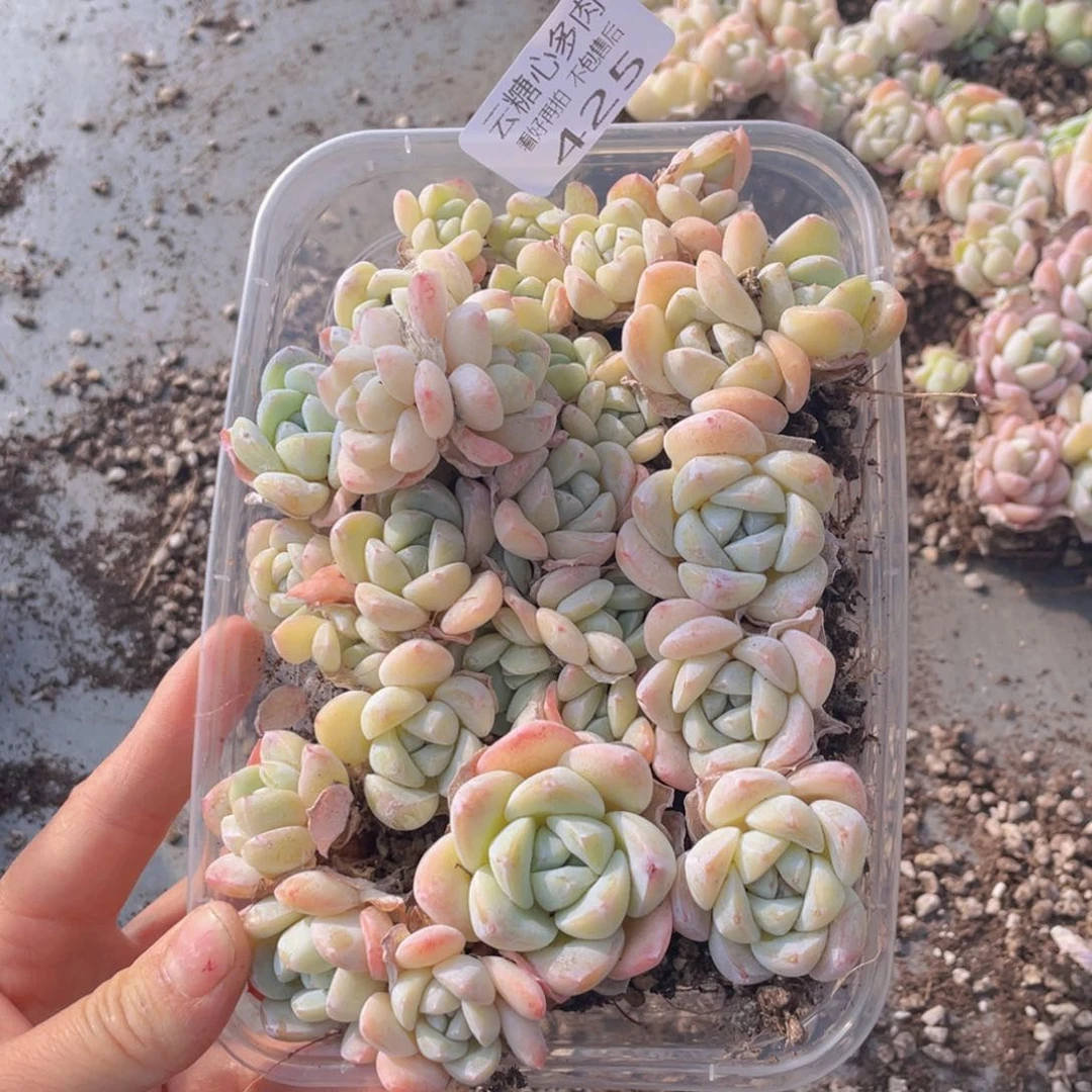 云糖心多肉植物425