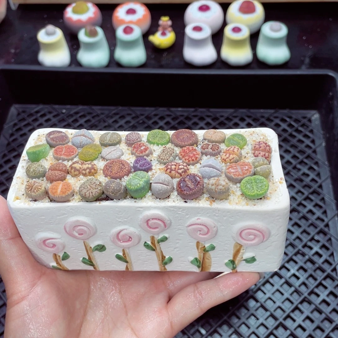 w2895 带盆土发货一物一拍