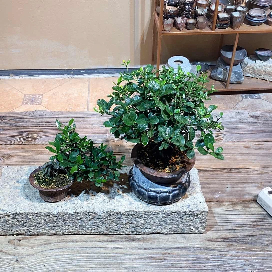 无花朵如**瑜栀子花