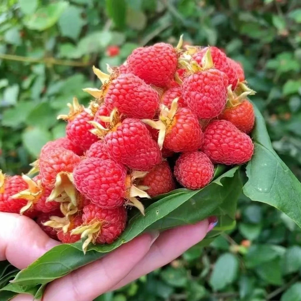 树莓容器苗原盆原土带叶 双季树莓当年有惊喜 抗寒性强