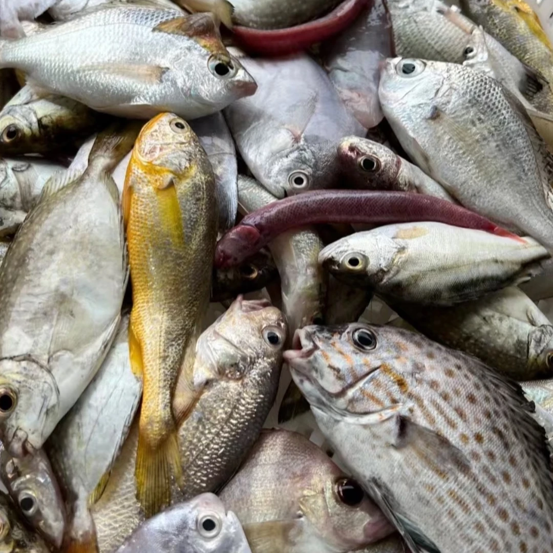 深圳渔人码头 优质杂鱼 深圳同城顺丰当日达