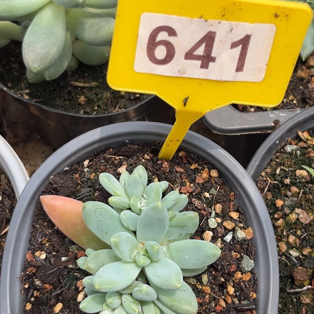 阿蒂斯托多肉植物641