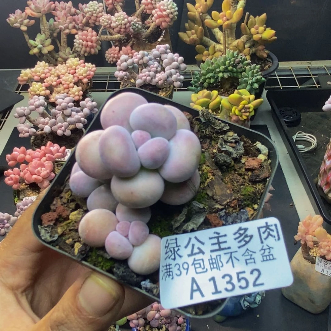 352芭比奶多肉5c m