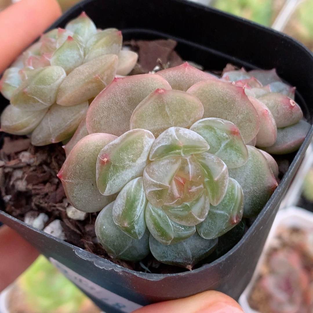 58包邮  群生不包整42