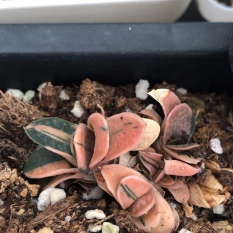 日系子宝锦蜗牛锦