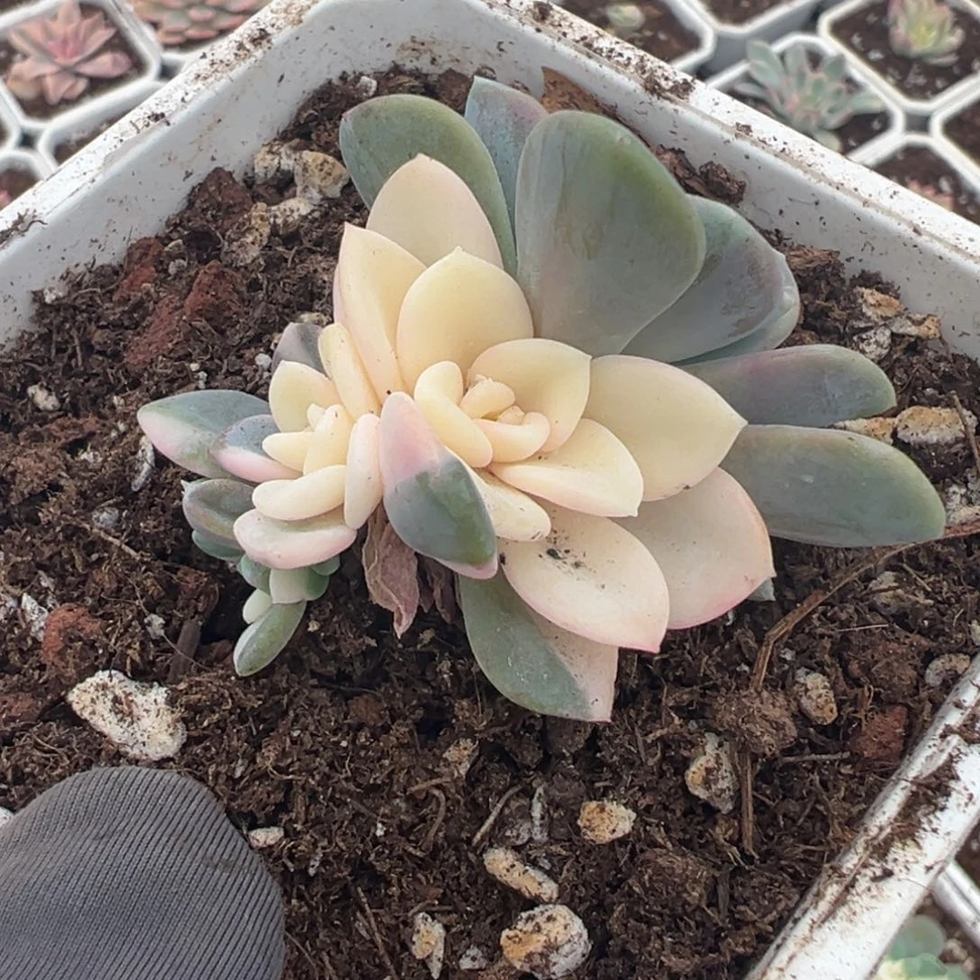 美尻锦，小群生好看好看