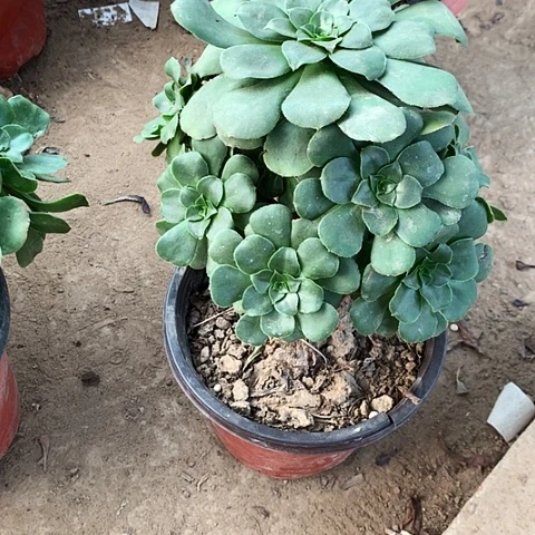 八玫瑰玫瑰玫瑰玫瑰